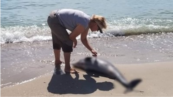 На Одещині через війну продовжують гинути дельфіни